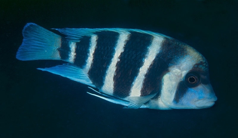 Cyphotilapia gibberosa 'Mtosi'